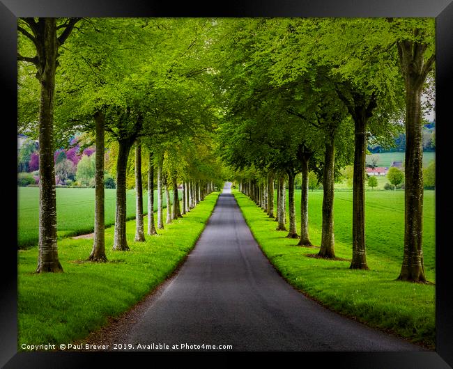 Avenue of Trees ar More Crichel Framed Print by Paul Brewer
