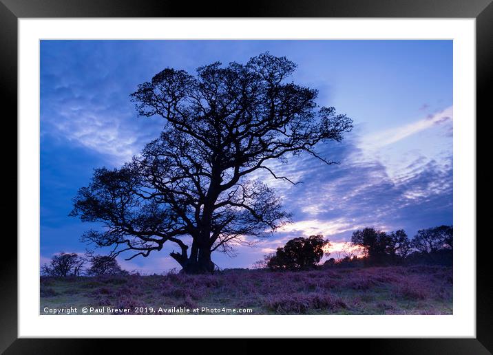 Warmwell Tree Framed Mounted Print by Paul Brewer