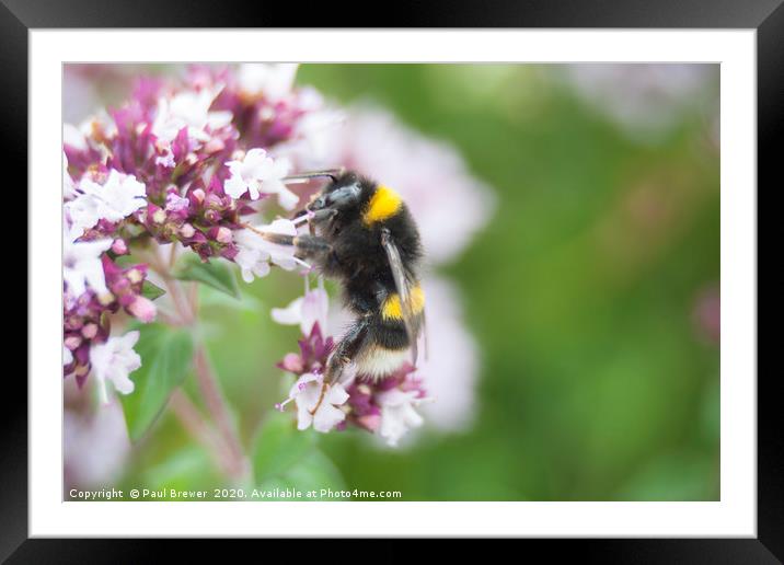 Bees on a wildflower Framed Mounted Print by Paul Brewer