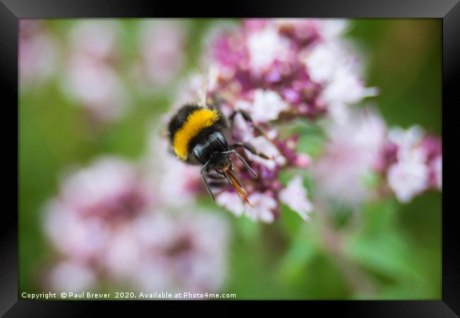 Bees on a wildflower Framed Print by Paul Brewer