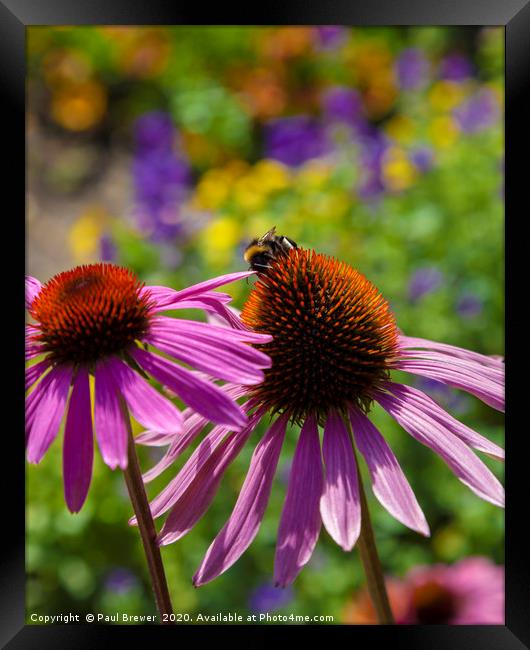 Bumblebee and CONEFLOWER Framed Print by Paul Brewer