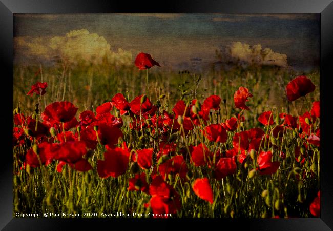 Poppies in Summer Framed Print by Paul Brewer