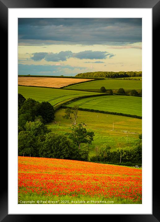 Poppies near Dorchester in June Framed Mounted Print by Paul Brewer