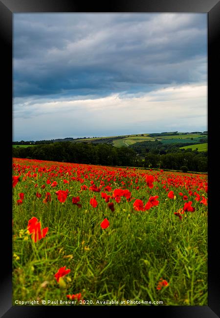 Poppies near Dorchester in June Framed Print by Paul Brewer