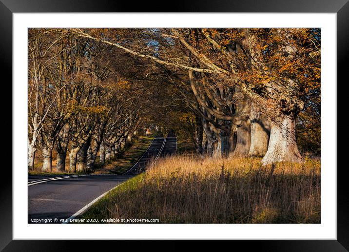Kingston Lacy Beech Avenue Framed Mounted Print by Paul Brewer