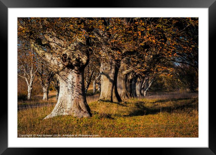 Beech Trees Framed Mounted Print by Paul Brewer