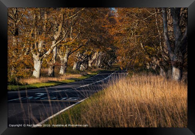 Beech Avenue at Kingston Lacy Framed Print by Paul Brewer