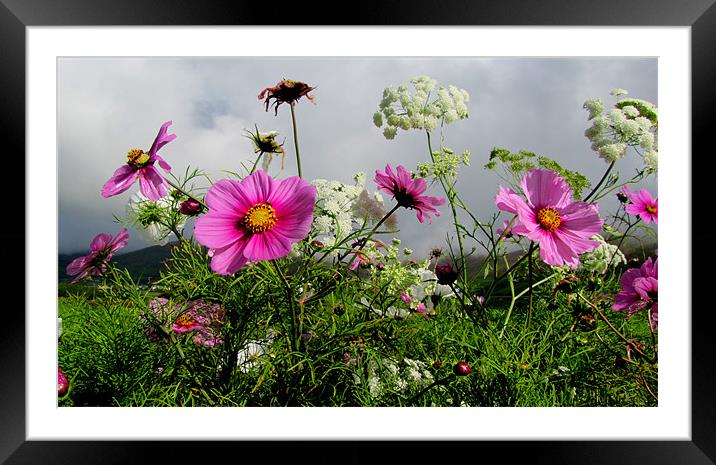 Summer-flowers Framed Mounted Print by barbara walsh