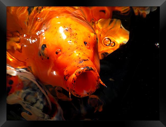Goldfish Framed Print by barbara walsh