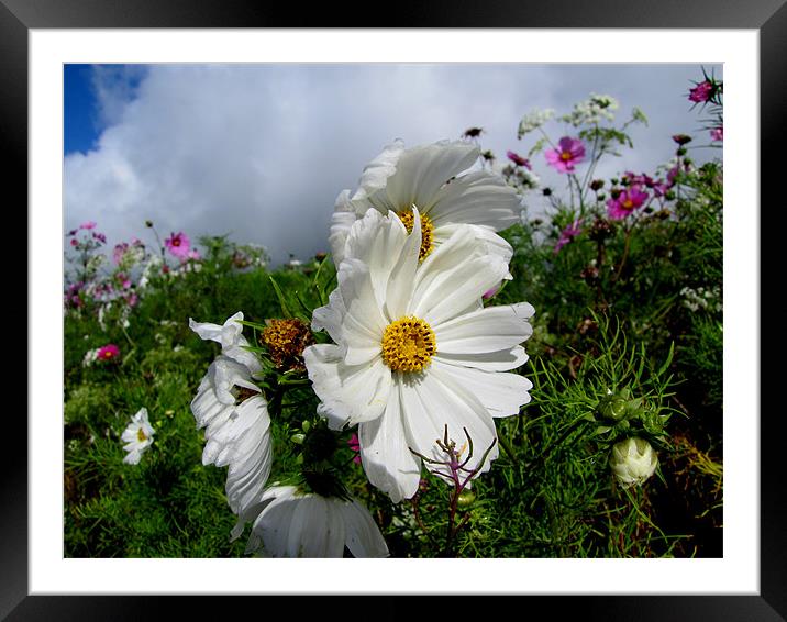 Summer flowers Framed Mounted Print by barbara walsh