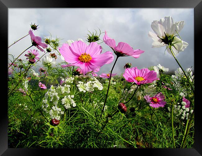 Summer Flowers Framed Print by barbara walsh