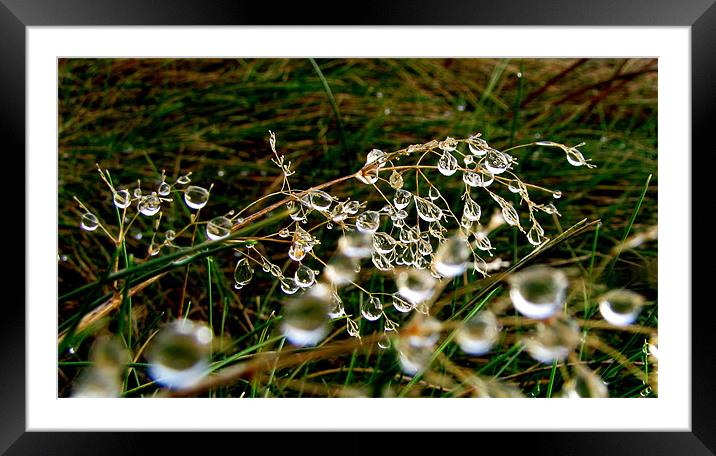 After the rain Framed Mounted Print by barbara walsh