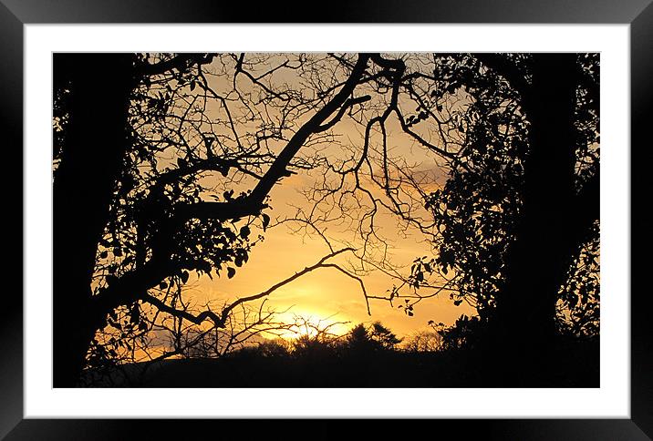 Branches Framed Mounted Print by barbara walsh