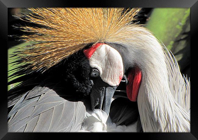 East African crowned Crane Framed Print by barbara walsh