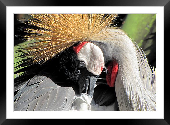 East African crowned Crane Framed Mounted Print by barbara walsh
