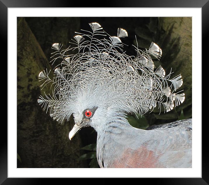 Victoria Crowned Pigeon Framed Mounted Print by barbara walsh