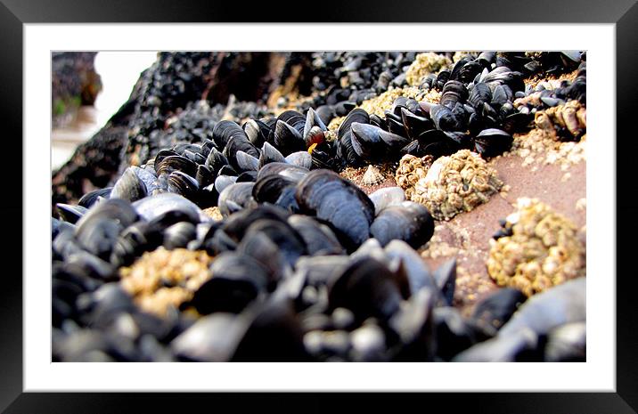 Mussels Framed Mounted Print by barbara walsh