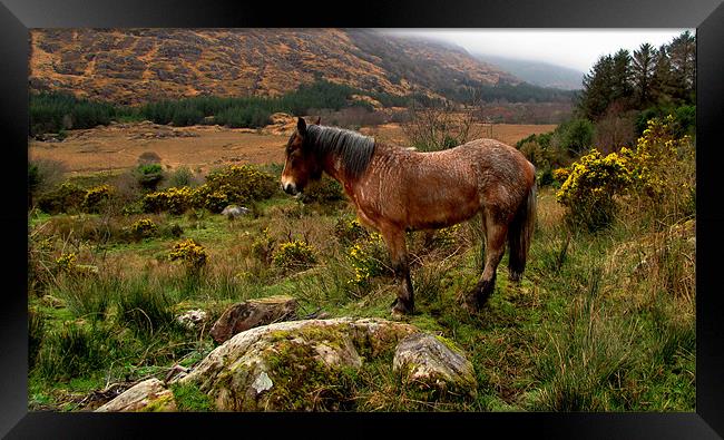 Horse in the Mountains Framed Print by barbara walsh