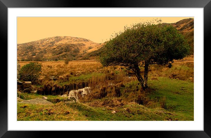 River in Killarney National Park Framed Mounted Print by barbara walsh