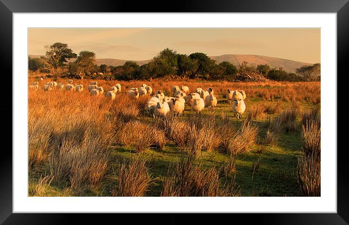 Sheep in Cloghane Framed Mounted Print by barbara walsh