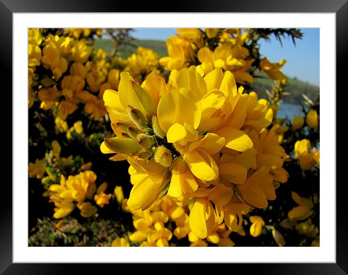 Gorse Framed Mounted Print by barbara walsh