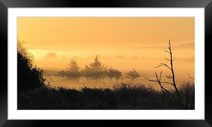 Misty Morning Framed Mounted Print by barbara walsh