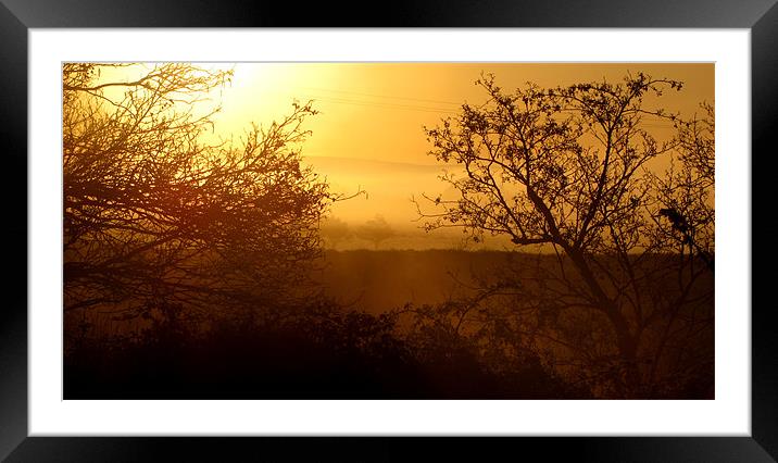 Morning Glory Framed Mounted Print by barbara walsh
