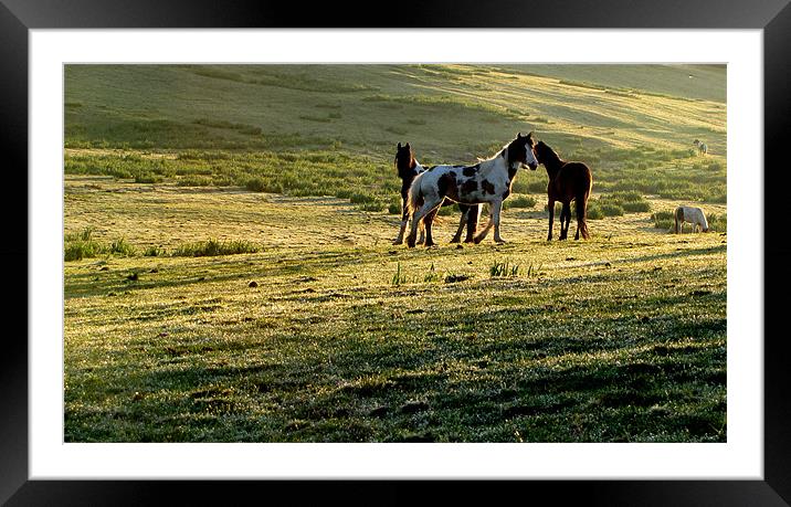 Horses in the Field Framed Mounted Print by barbara walsh