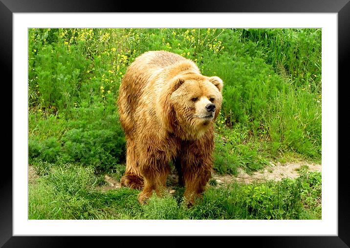 You want a cuddle? Framed Mounted Print by barbara walsh
