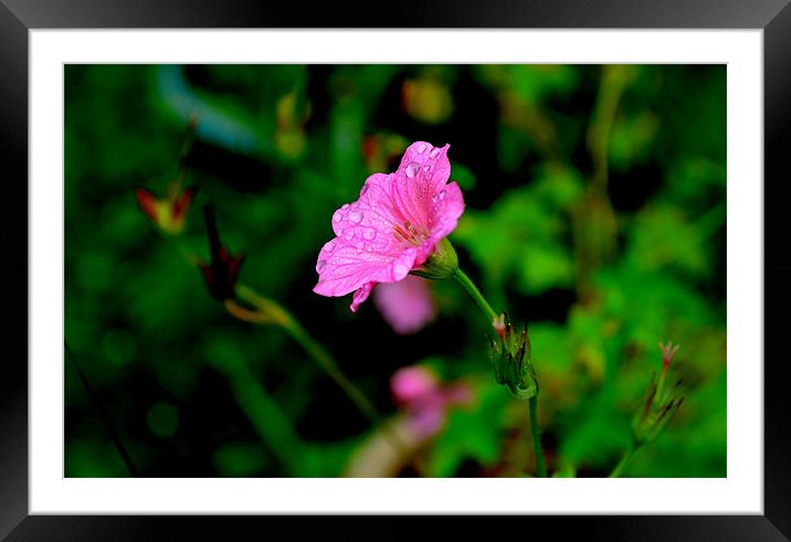 Pink Framed Mounted Print by barbara walsh