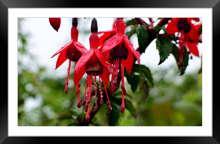 Fuchsia Framed Mounted Print by barbara walsh