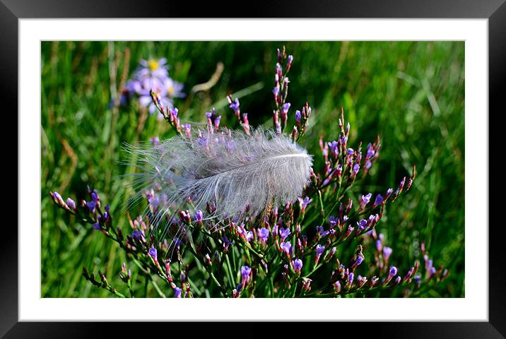 Feather Framed Mounted Print by barbara walsh