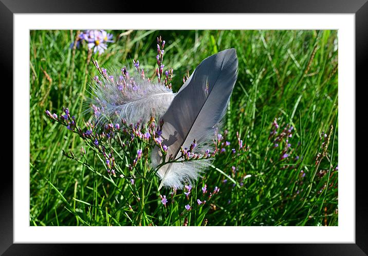 Feathers Framed Mounted Print by barbara walsh