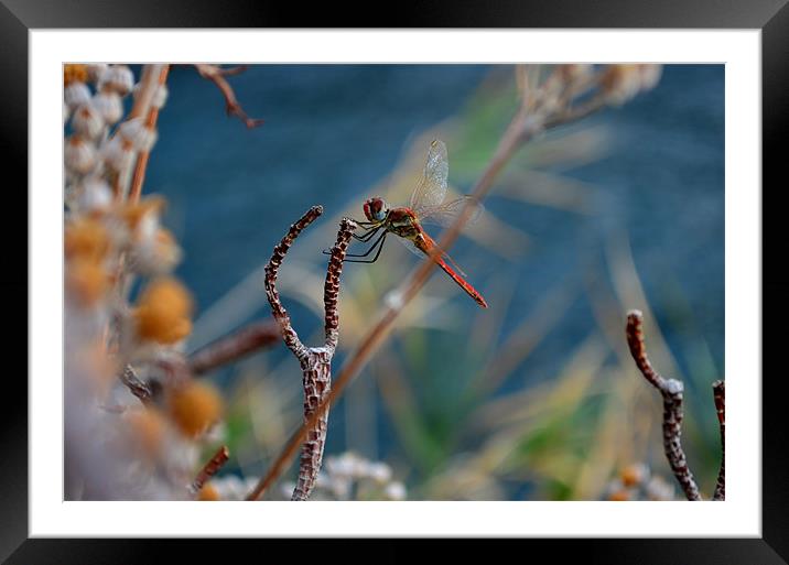 Dragon fly Framed Mounted Print by barbara walsh