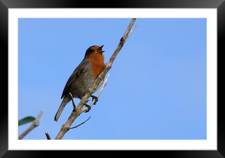 Singing Robin Framed Mounted Print by barbara walsh