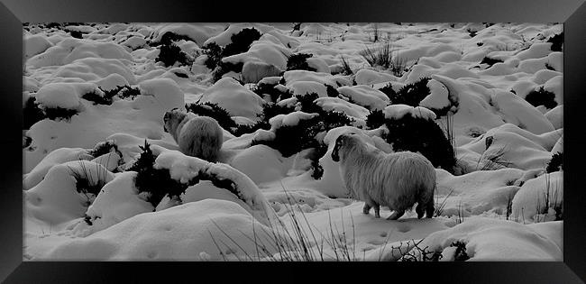 Sheep in the snow Framed Print by barbara walsh