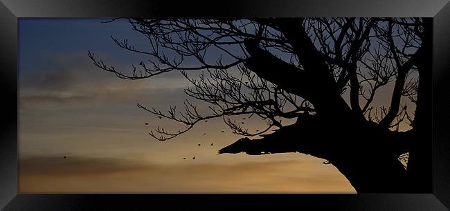 Evening sky Framed Print by barbara walsh