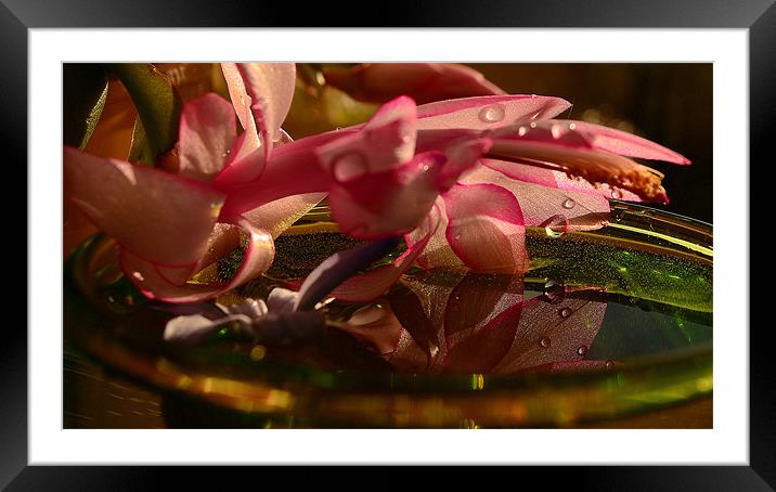 Flower in the water Framed Mounted Print by barbara walsh