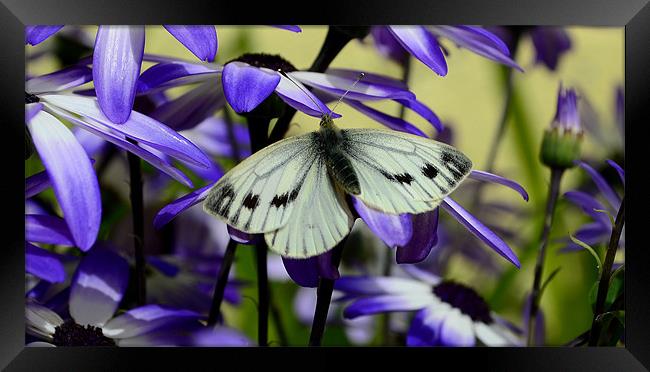 Butterfly Framed Print by barbara walsh