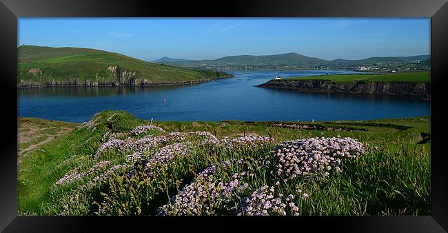 View over Dingle Bay Framed Print by barbara walsh