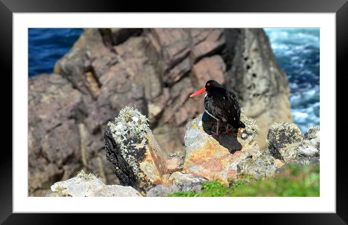 Oystercatcher Framed Mounted Print by barbara walsh