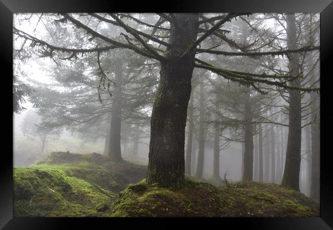 Spooky forest Framed Print by barbara walsh