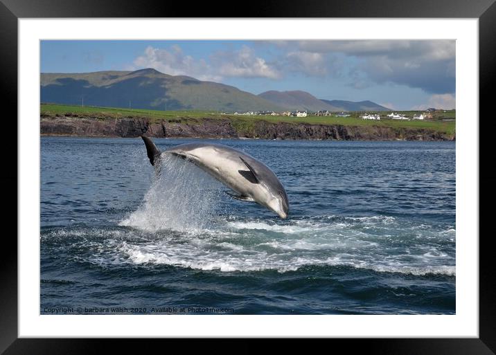 Fungie the Dingle dolphin Framed Mounted Print by barbara walsh