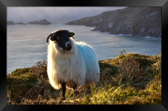 A sheep standing on top of Dunmore head Framed Print by barbara walsh