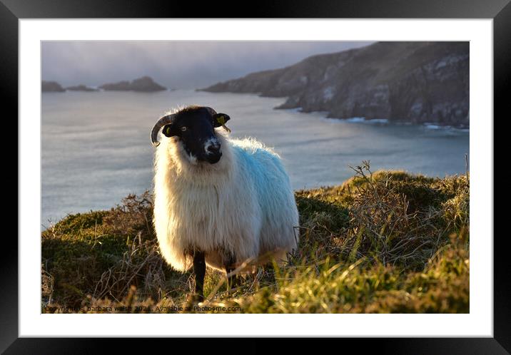 A sheep standing on top of Dunmore head Framed Mounted Print by barbara walsh