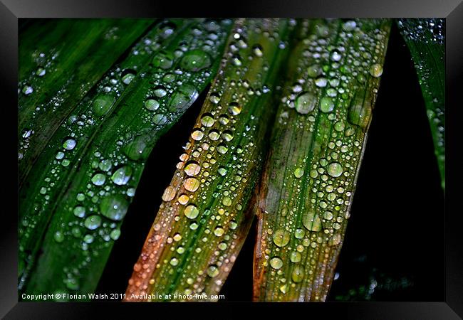 Raindrops! Framed Print by Florian Walsh