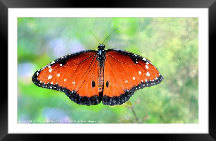 Queen Butterfly  Framed Mounted Print by Elaine Manley