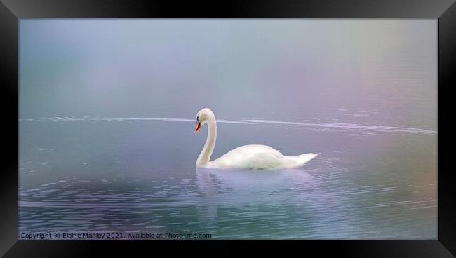 Swan in the Fog  Framed Print by Elaine Manley