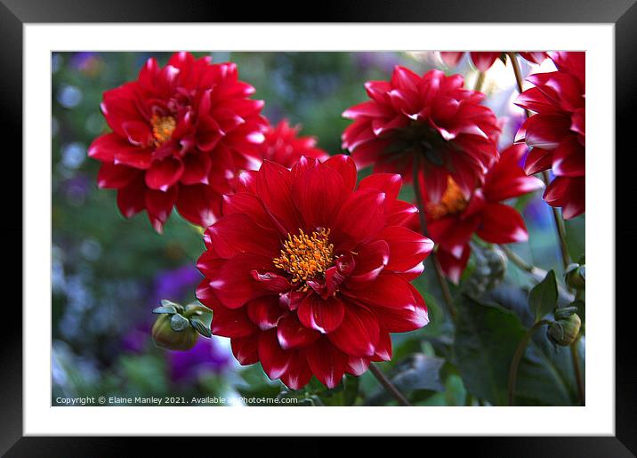 Red Dahlia  Framed Mounted Print by Elaine Manley