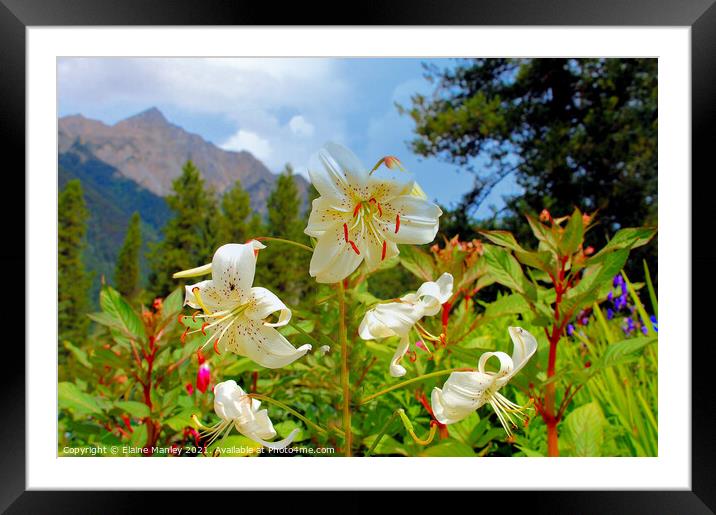 Lily Flowers  and Mountains                Framed Mounted Print by Elaine Manley